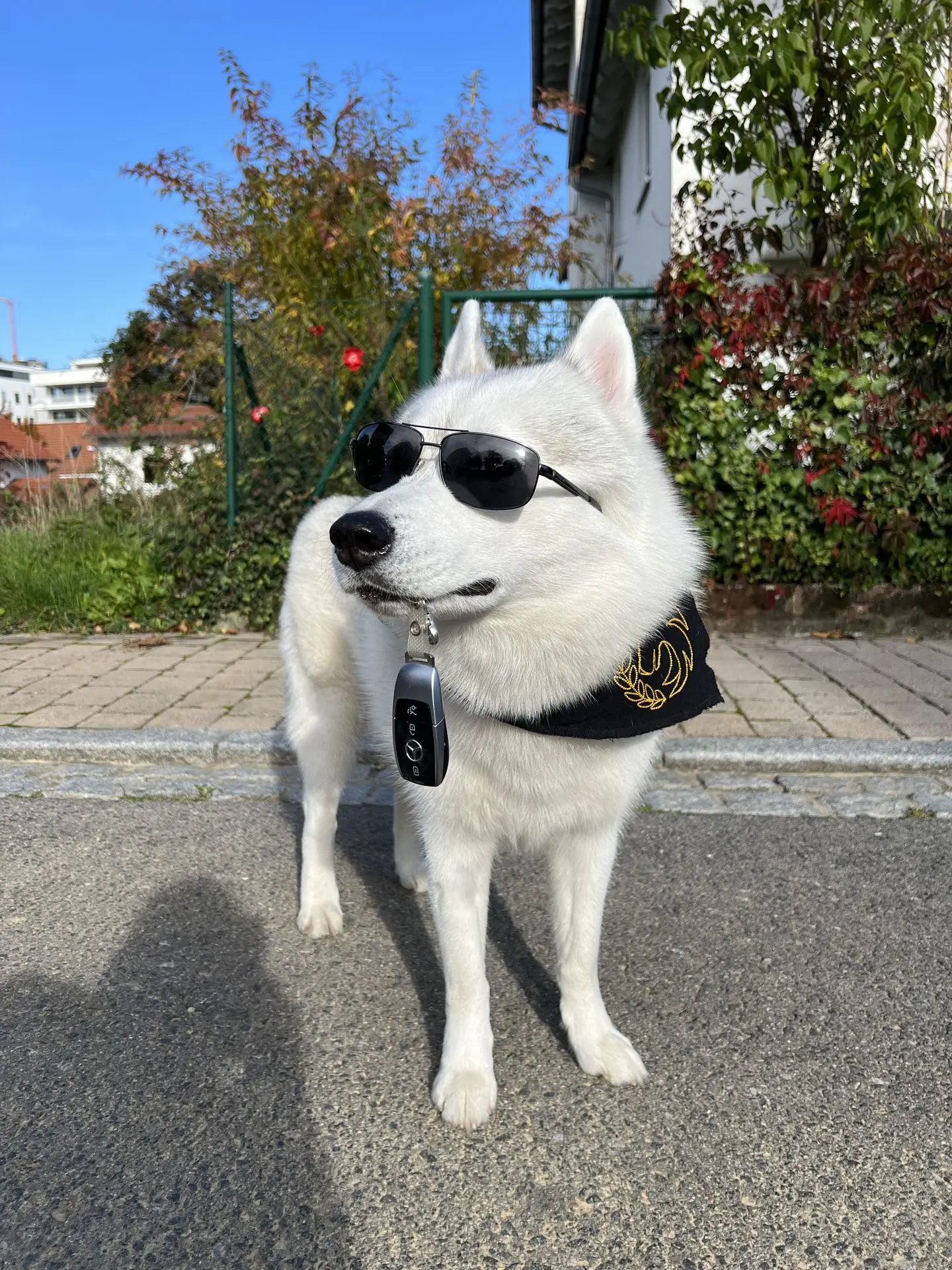 Selbstbewusster Hund nach Training bei Hundetrainer bei Verhaltensproblemen – mit Sonnenbrille und Autoschlüssel