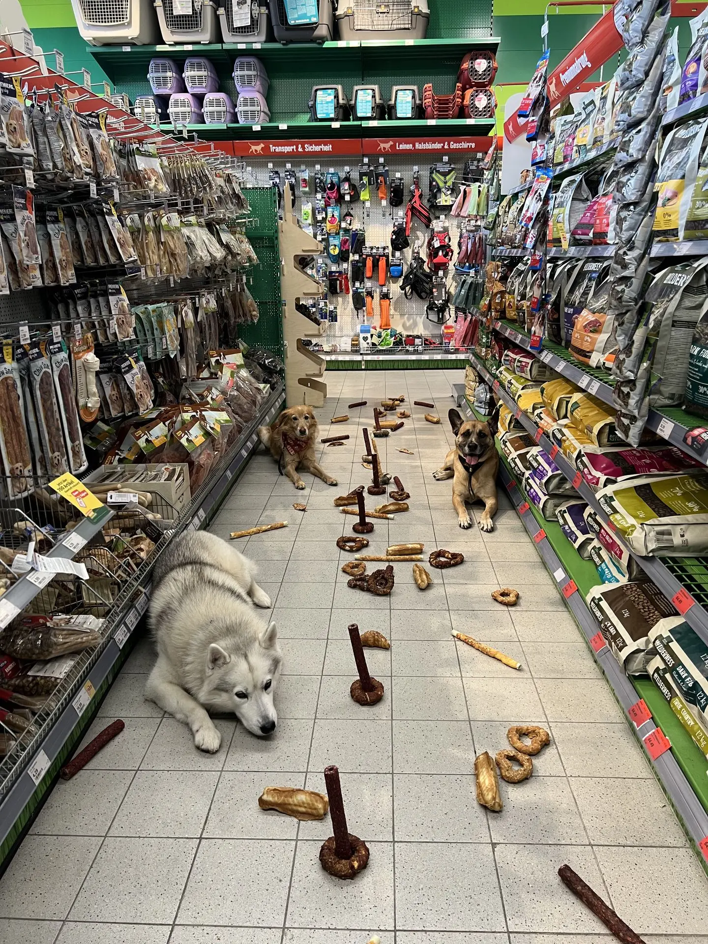 Drei Hunde mit perfekter Impulskontrolle nach Training bei Hundetrainer bei Verhaltensproblemen